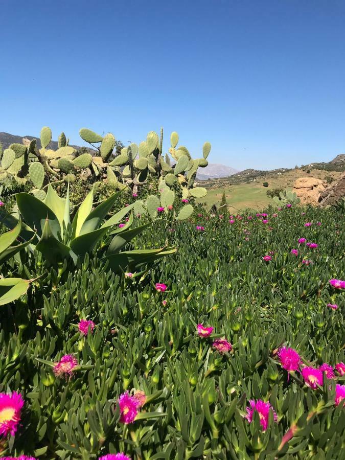 Casa Grande / Rosas Cantares
