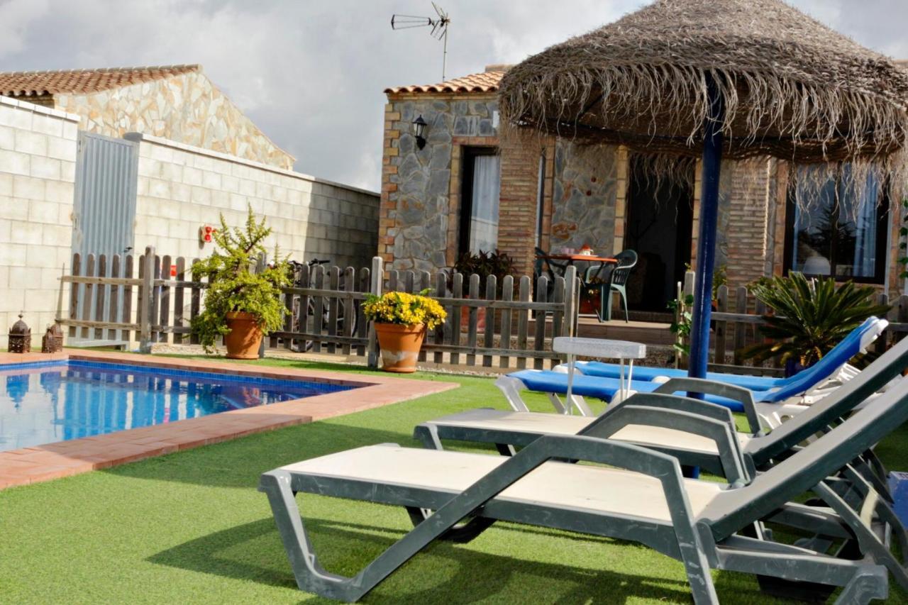 Mirlo Conil De La Frontera