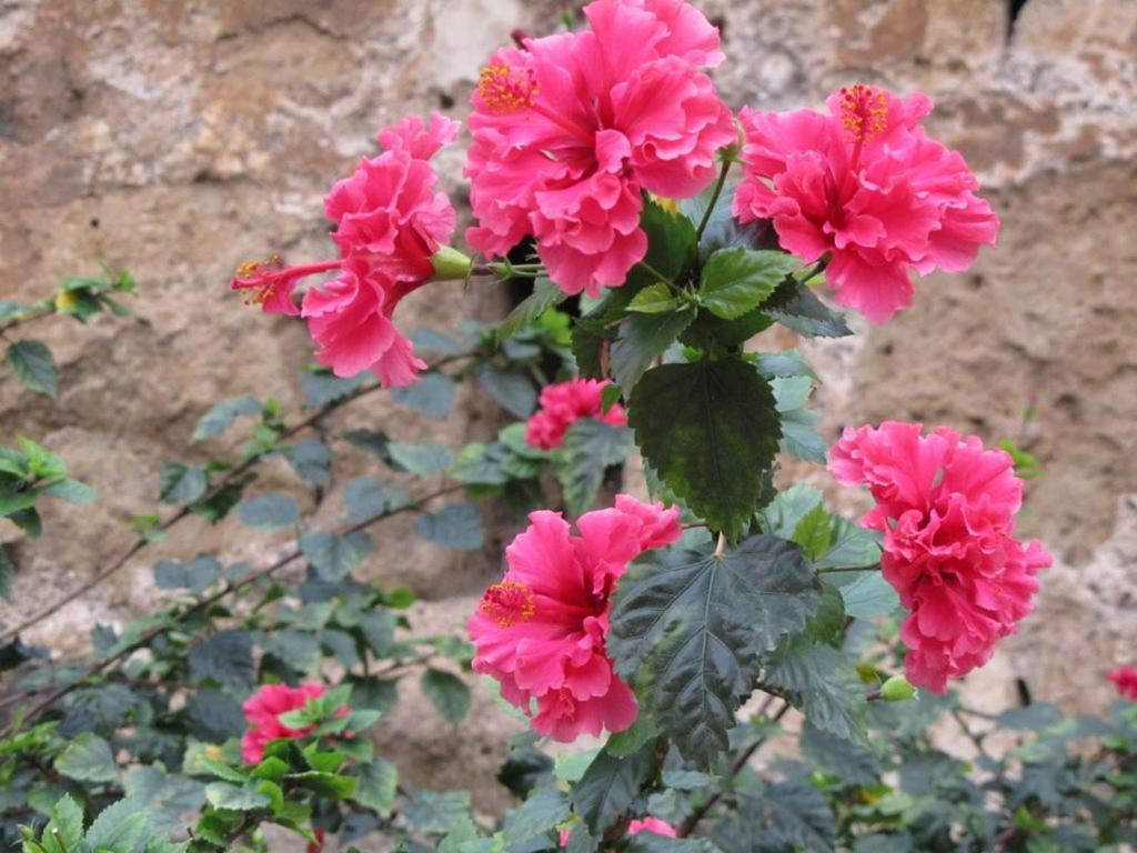 Casa Domingo Bed & Breakfast