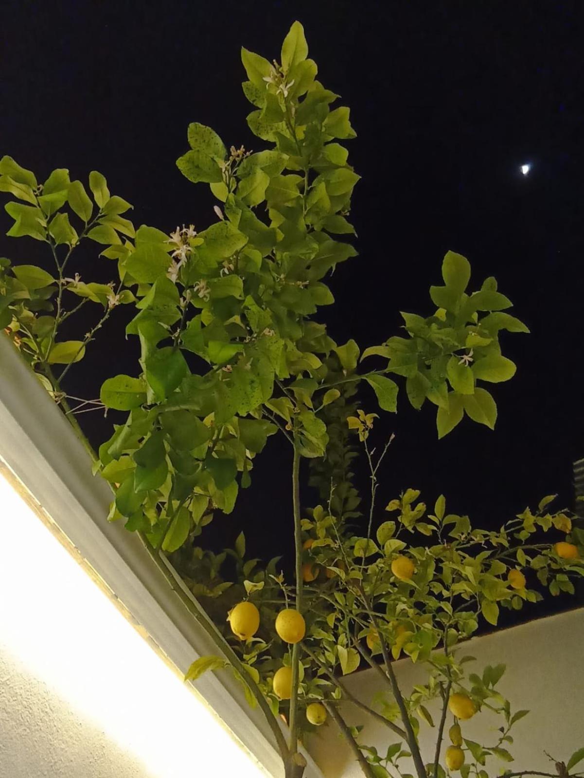 La Casa Del Limonero Сasa de vacaciones Lucena