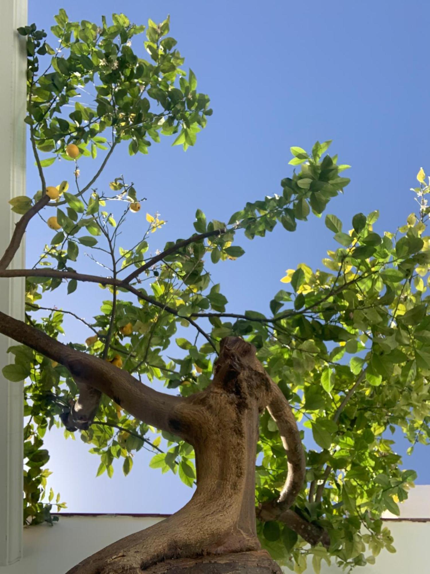 La Casa Del Limonero Сasa de vacaciones