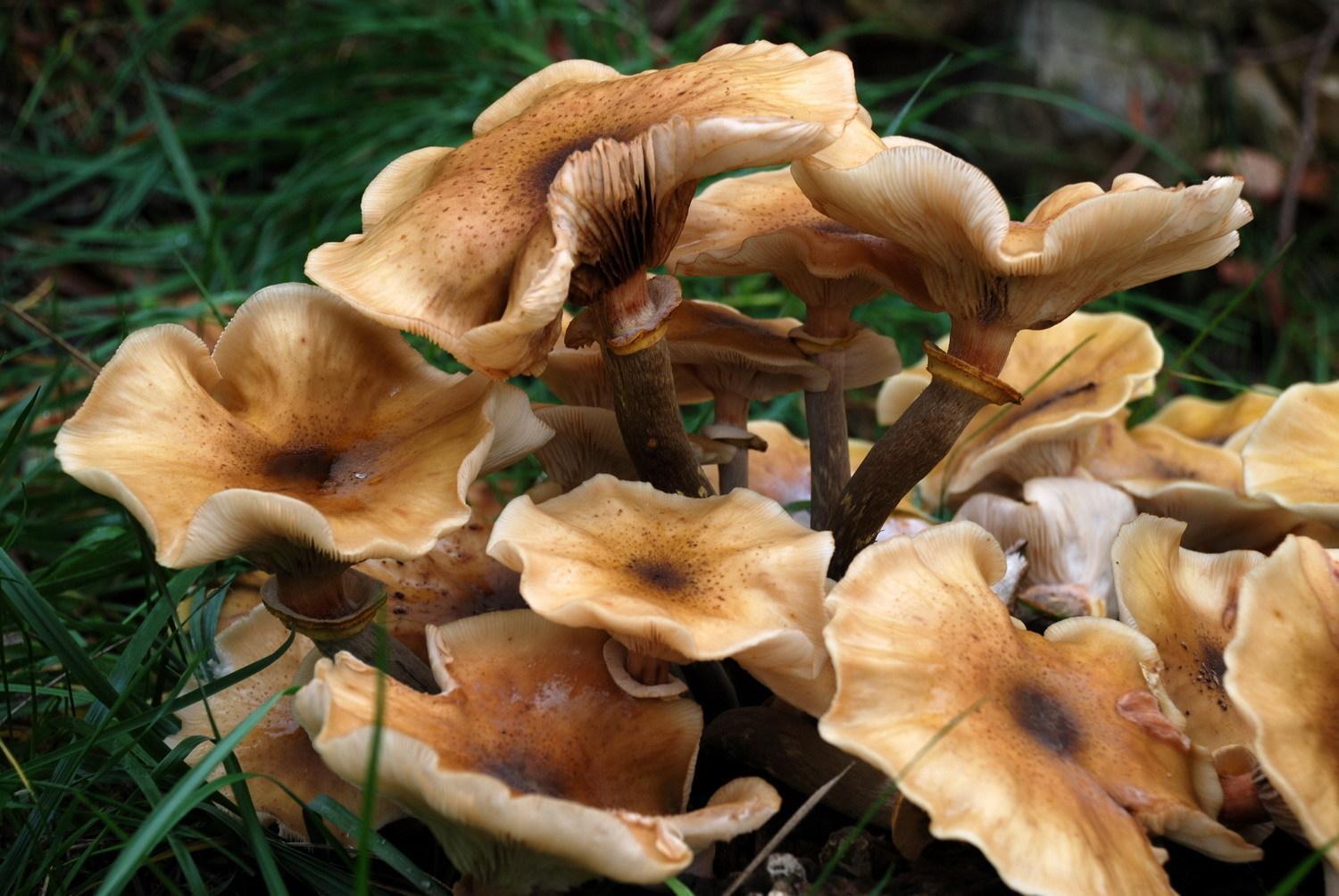 Hospederia Rio Zumeta
