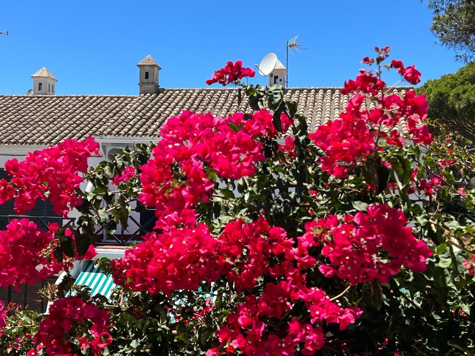 La Buganvilla