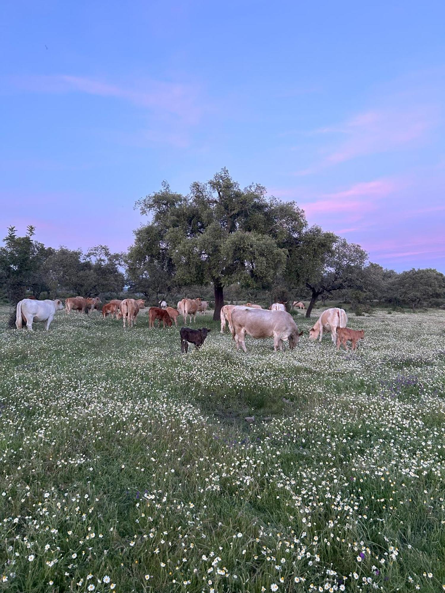 Villa El Corchito Aracena
