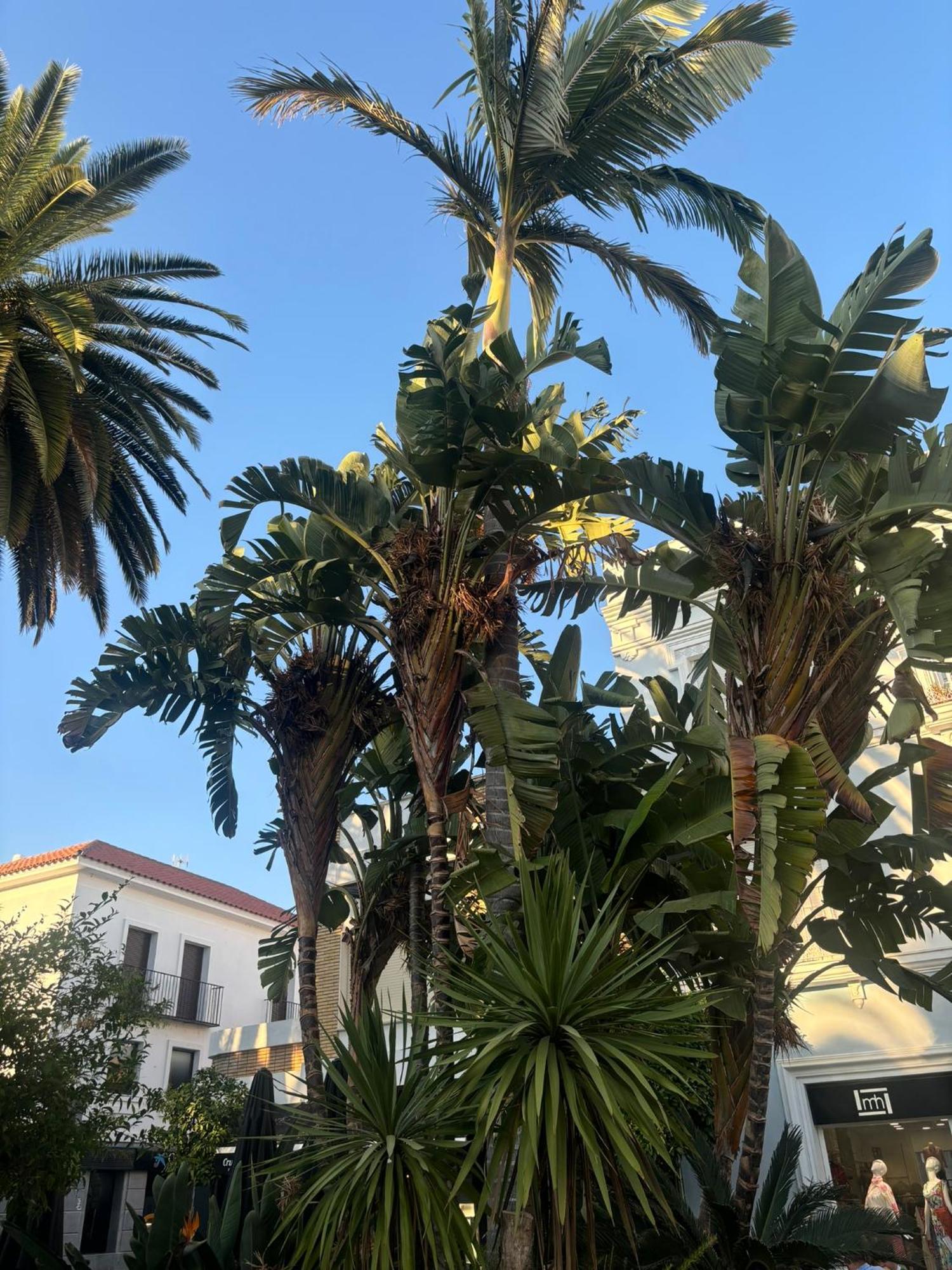 Costa Esuri, Apartamento