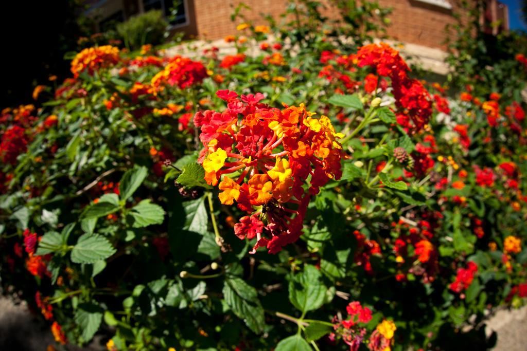 Lantana Garden Guest house