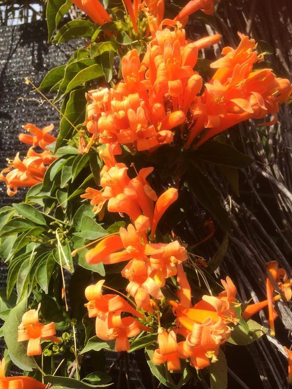 Finca Del Mundo Boutique B&B * Alhaurin el Grande