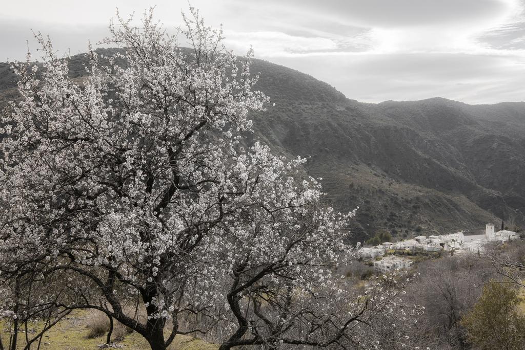 Holiday home Cortijo La Vinuela *