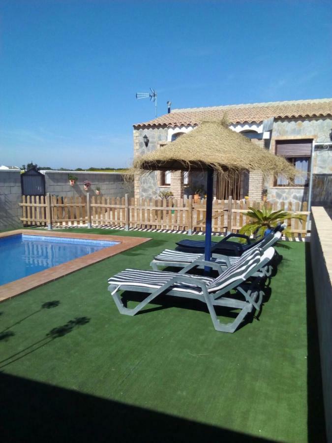 Mirlo Conil De La Frontera