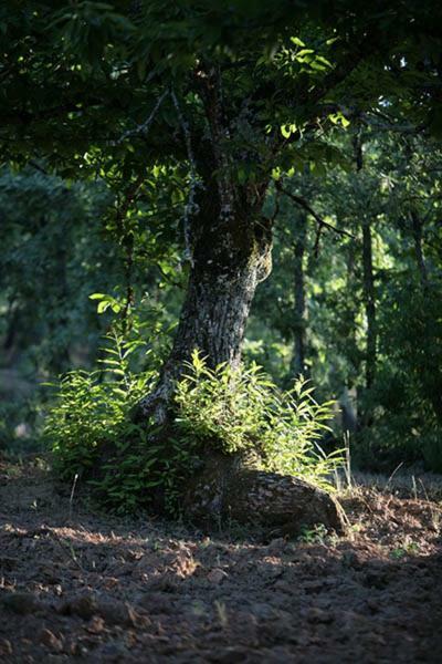 Finca El Zurrador Fuenteheridos