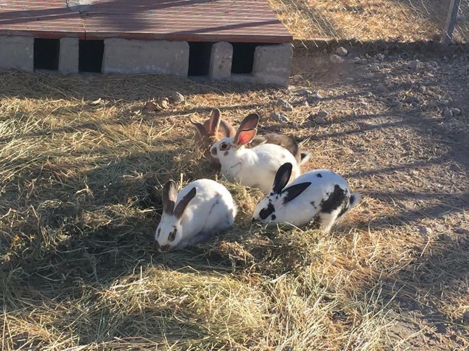 Cortijo Bustamante Baza